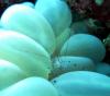 Bubble Shrimp