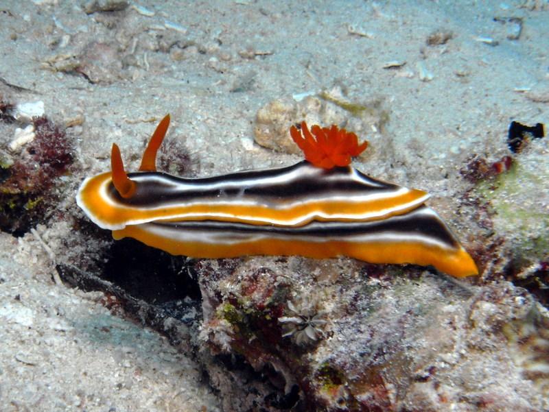 Nudibranch