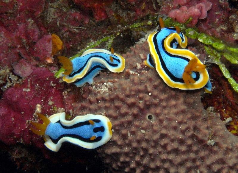 Trio of Nudibranch’s