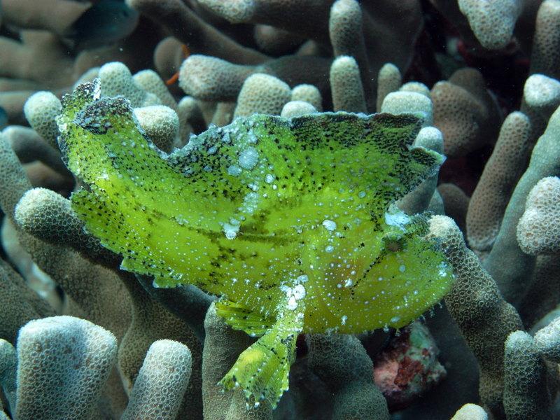 Yellow Leaf Scorpionfish