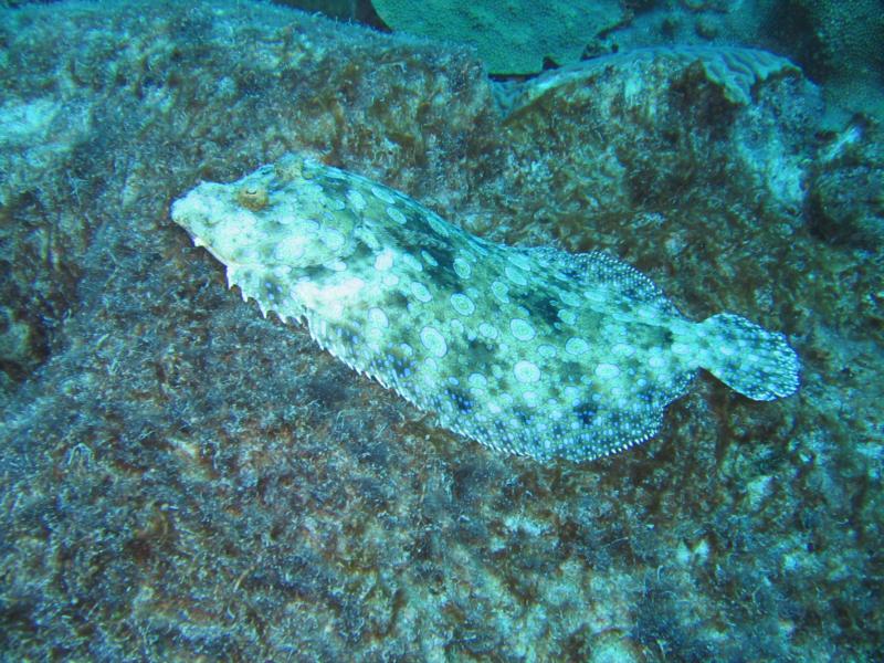 Bonaire - Flounder on rock