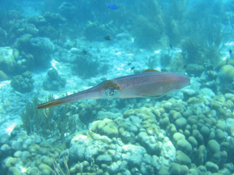 Bonaire - Squid