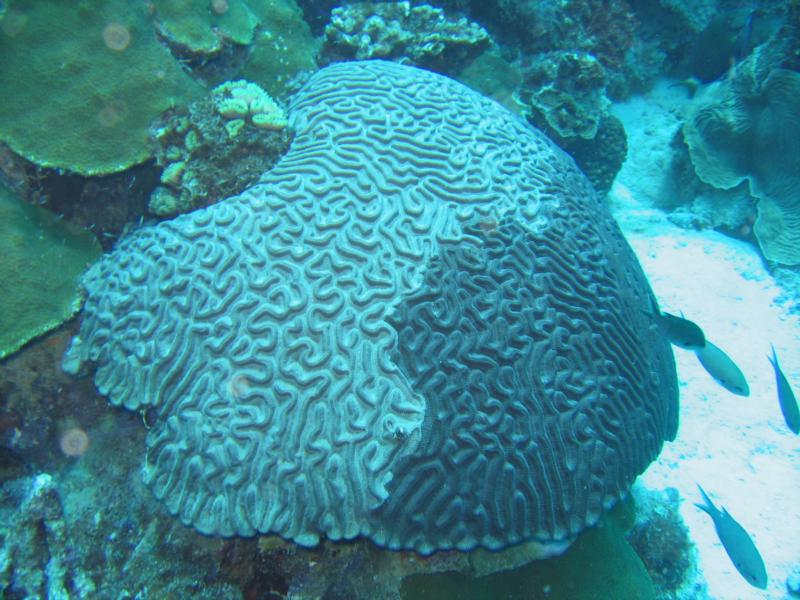 Bonaire - Two color Brain Coral
