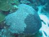 Bonaire - Two color Brain Coral