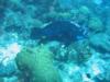 Bonaire - Midnight Blue Parrotfish