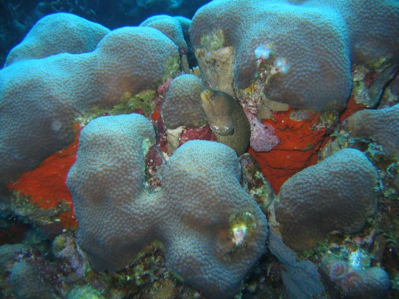 Bonaire - Eel in Coral