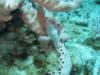 Bonaire - Frogfish