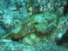 Bonaire - Mossy Scorpion Fish
