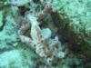 Bonaire - Frogfish