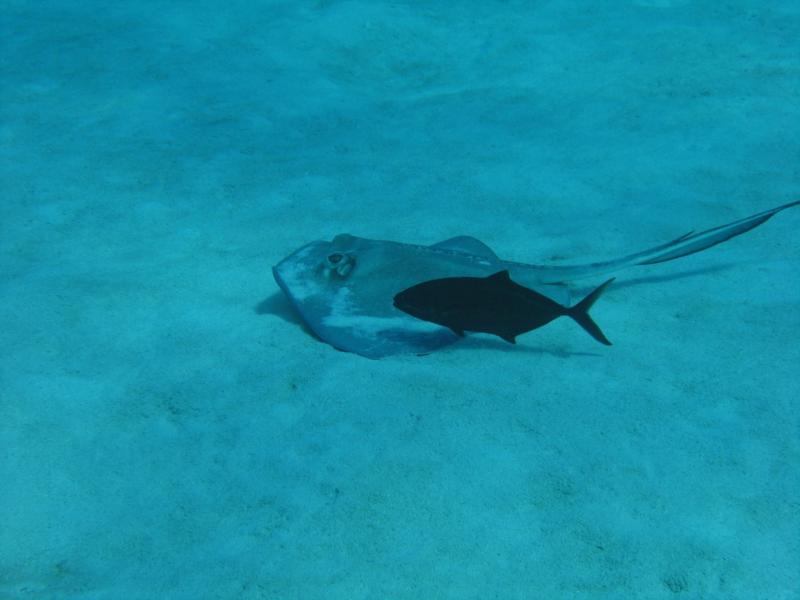 Little Cayman - Ray & Fish