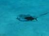 Little Cayman - Ray & Fish