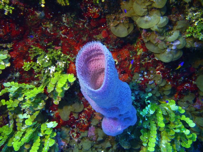 Little Cayman - Sponge