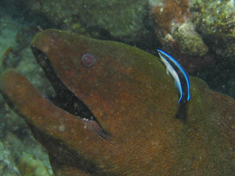 Tahiti - eel