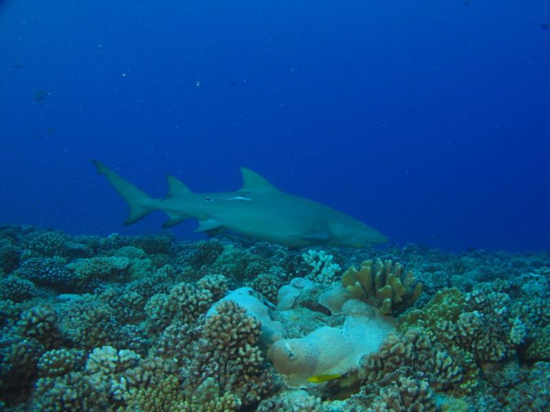 Tahiti - Lemon Shark