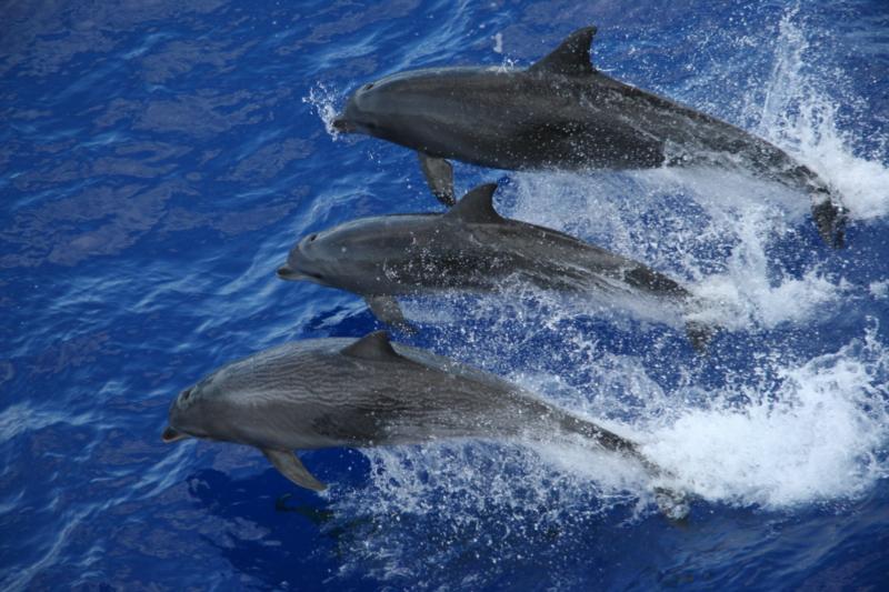 Tahiti - Dolphins