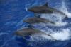 Tahiti - Dolphins