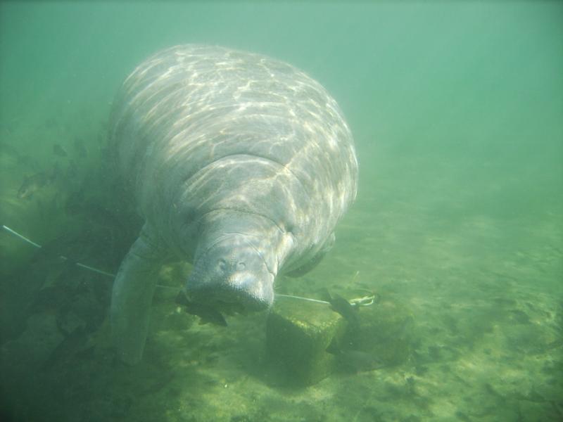 Manatee