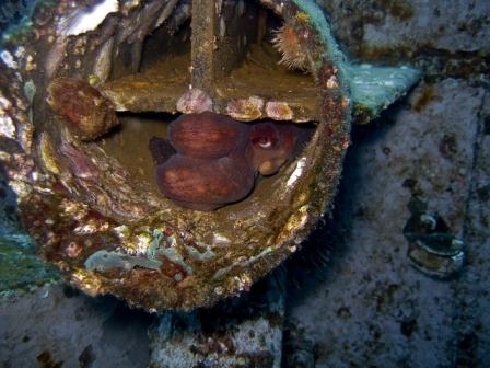 Octopus on Oriskany