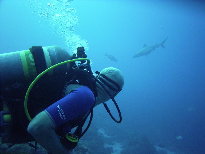 Shark in Palau