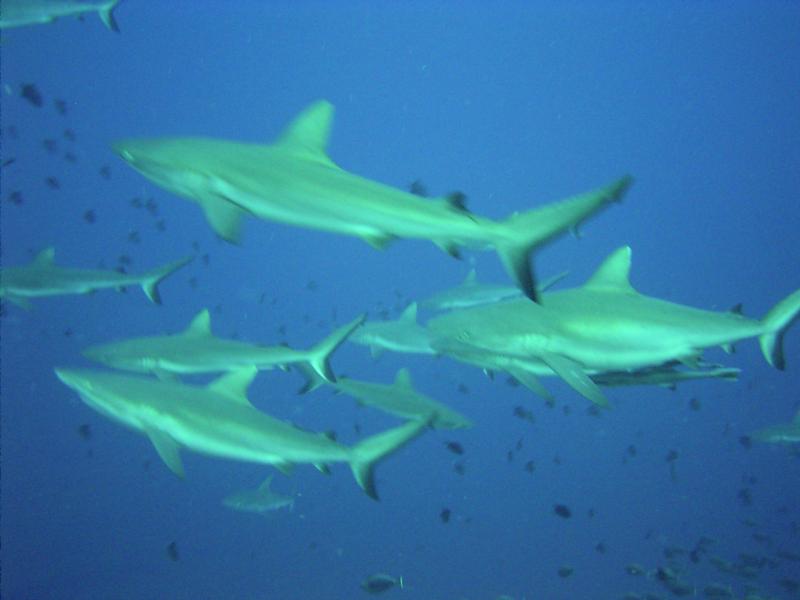 School of sharks