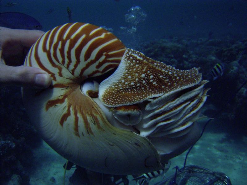 Nautilus in Palau