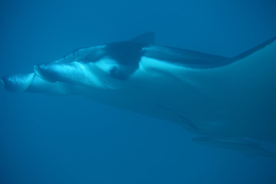 Giant Manta, my camera died, sent by other diver