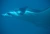 Giant Manta, my camera died, sent by other diver