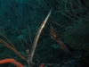 Trumpet Fish.....I am so proud of this picture!