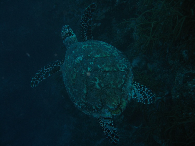 Hawksbill Turtle.....Oh how I love them!
