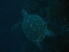 Hawksbill Turtle.....Oh how I love them!