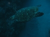Another Hawksbill turtle.......oh so peaceful!