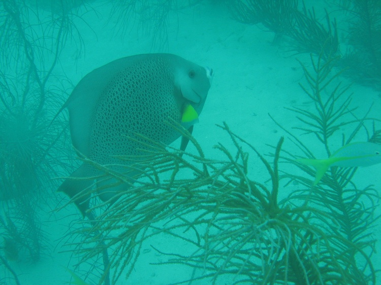 Grey Angelfish