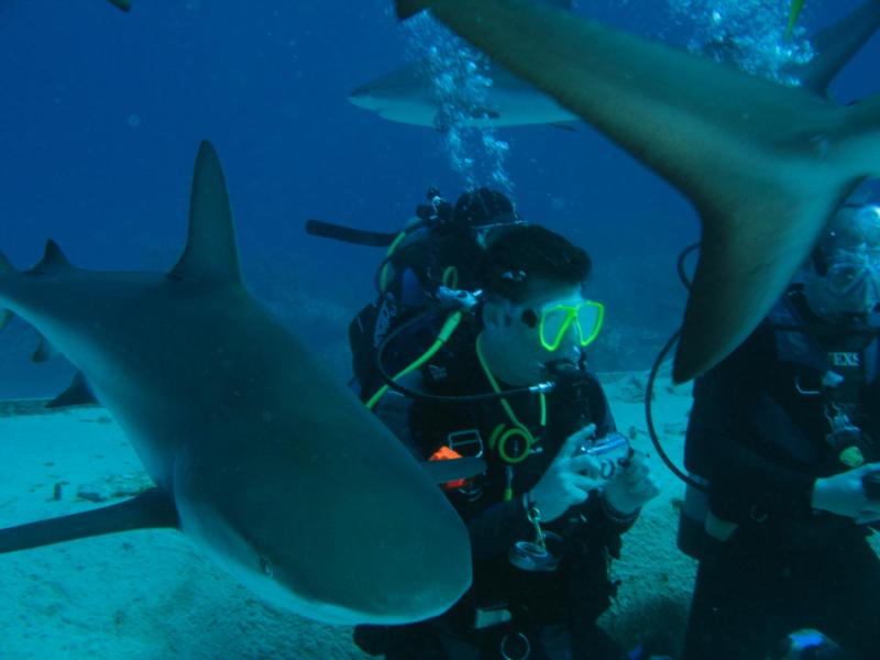 Diving with reef sharks