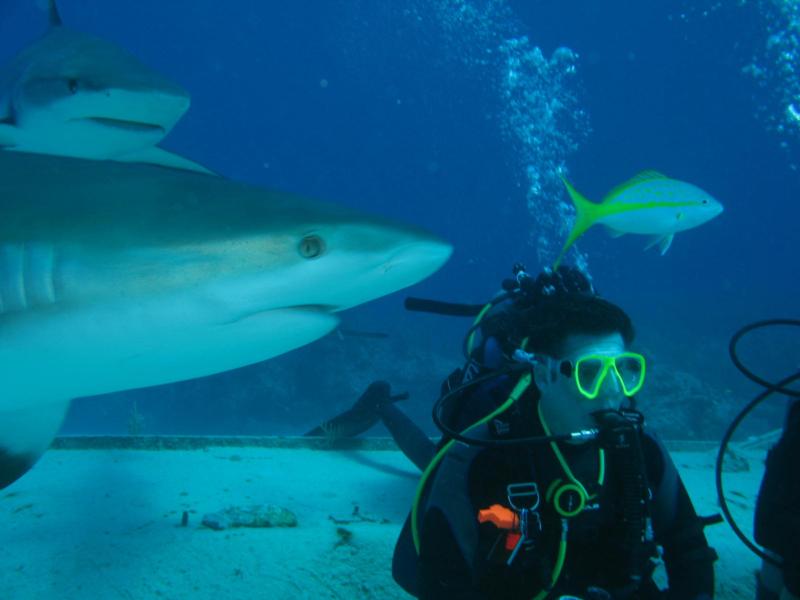 Diving with reef sharks 2