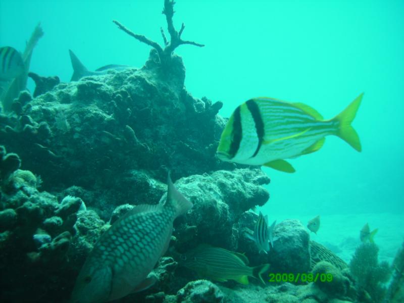 SOMBRERO REEF, KEYS