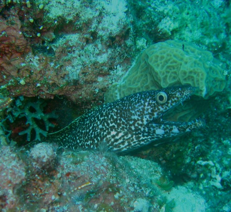 Moray eel, Nassau