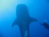 Whale Shark doin the high five with wife Lynne