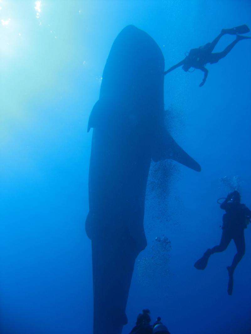 Whale Shark with divers in Kona, HI