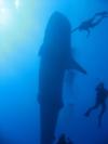 Whale Shark with divers in Kona, HI