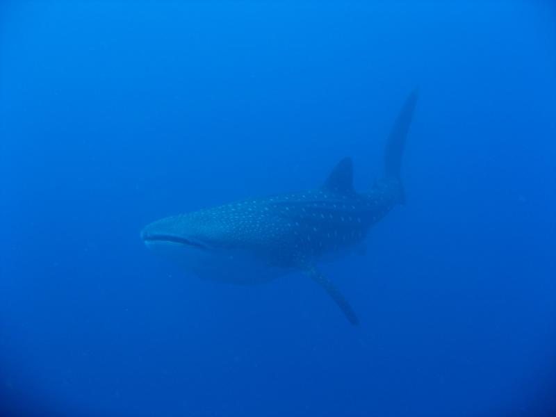 Whale Shark in Kona, HI Dec 29 2009