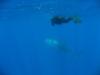 2nd Whale Shark (female) in Kona, HI