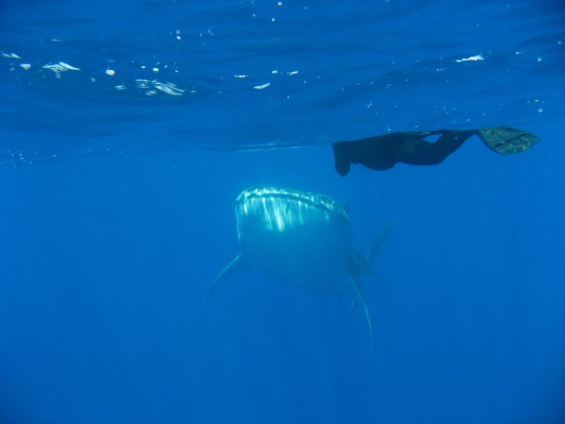 Whale Shark & wife getting to know one another