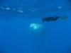 Whale Shark & wife getting to know one another