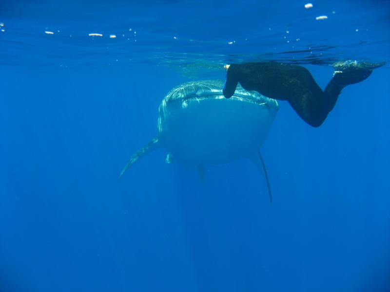 Face to face with female Whale Shark in Kona, HI