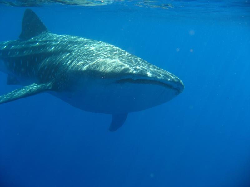 Female Whale Shark, Kona, HI Dec 2009