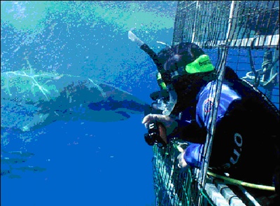 Great White trip to the Farralons