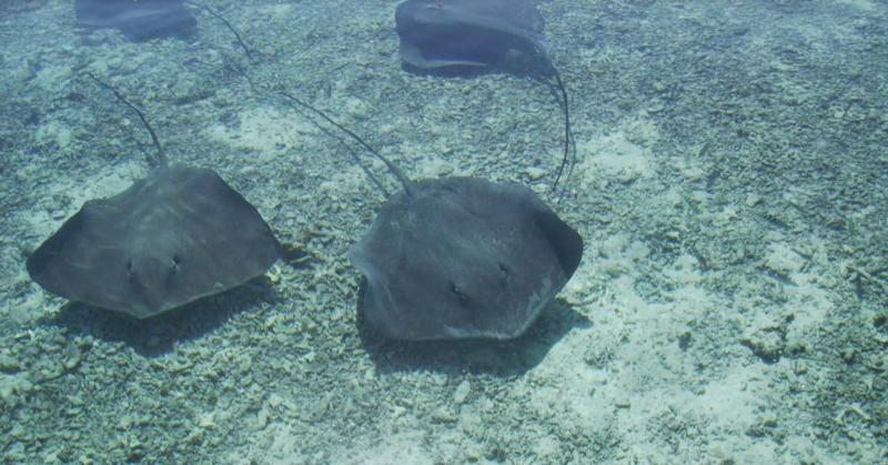 Rays in Bora Bora