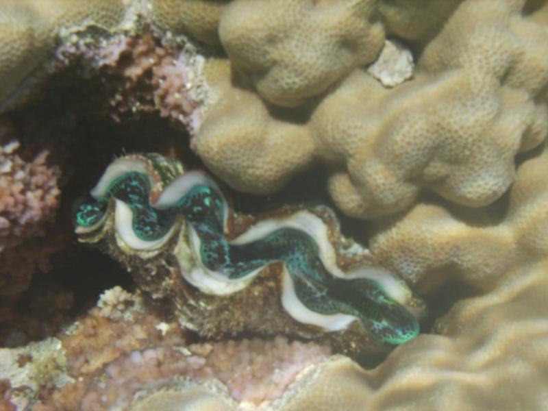 Giant clam  Moorea