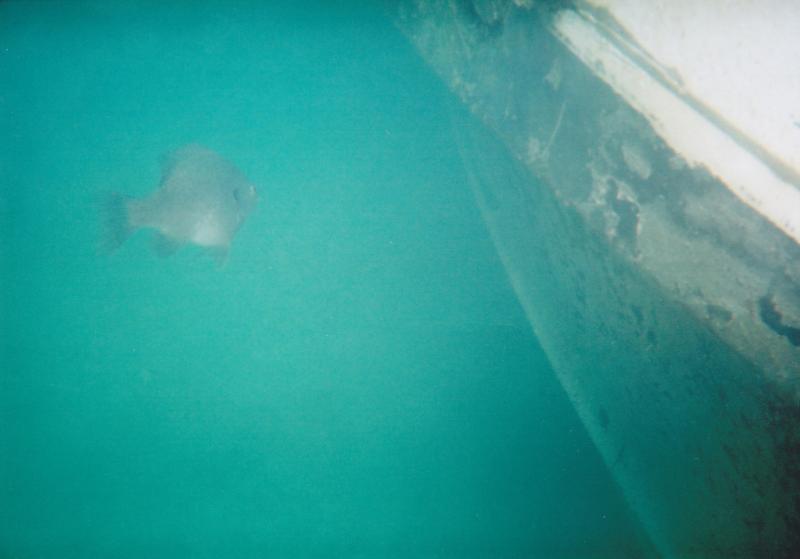 bluegill