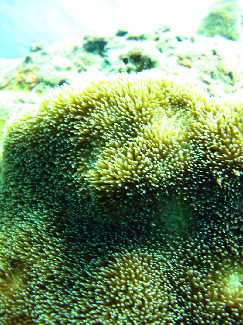 Coral - Looks just like carpet.